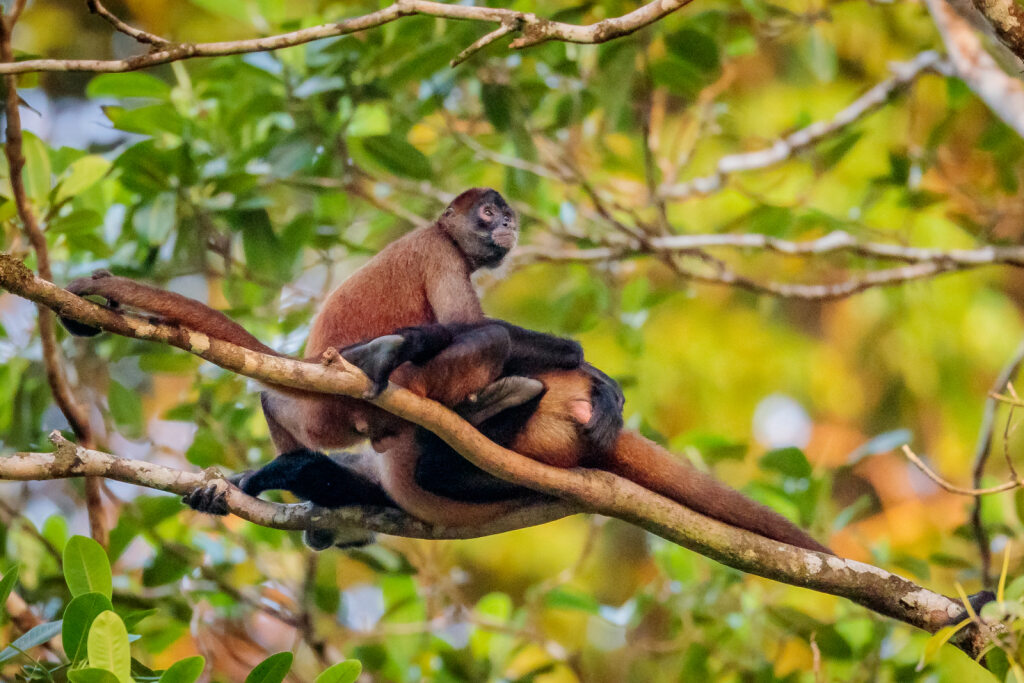 Spider monkey of Costa Rica