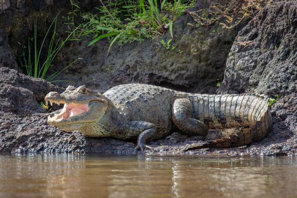 Cano Negro crocodile Costa Rica